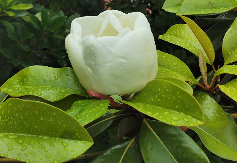 Magnolia grandiflora ajeral