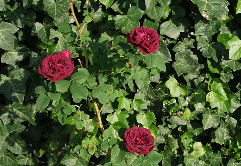 Rosa souvenir Docteur Jamain